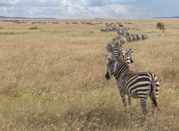 Zebror vid den serengeti national park, tanzania, Afrika — Stockfoto