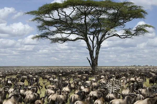 Branco di gnu migratori nel Parco Nazionale del Serengeti, Tanzania, Africa — Foto Stock