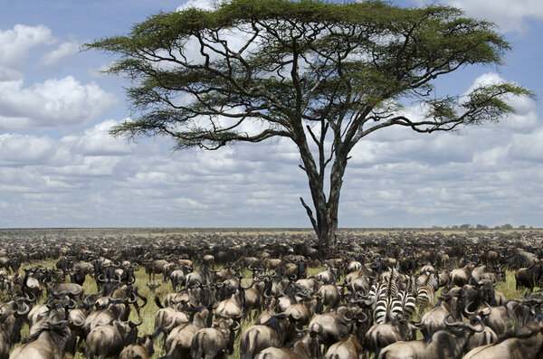 Herd of wildebeest migrating in Serengeti National Park, Tanzania, Africa