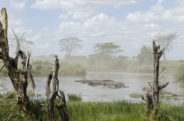 Hroši v řece v serengeti národní park, Tanzanie, Afrika — Stock fotografie