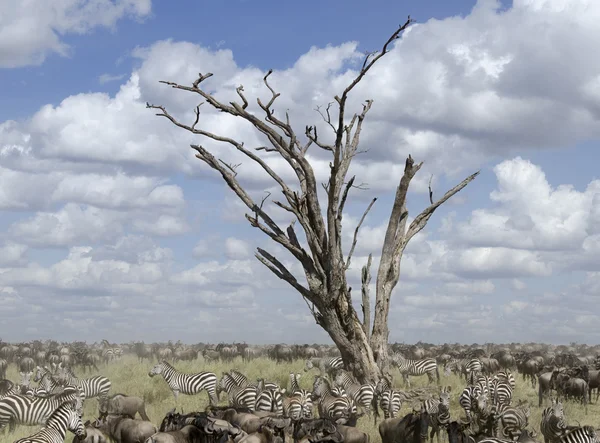 Manada de ñus y cebras en el Parque Nacional del Serengeti, Tanzania, África —  Fotos de Stock