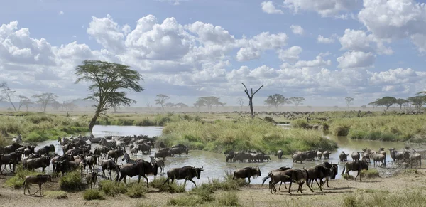 Κοπάδι γκνου (wildebeest) και ζέβρες στην serengeti εθνικό πάρκο, Τανζανία, Αφρική — Φωτογραφία Αρχείου
