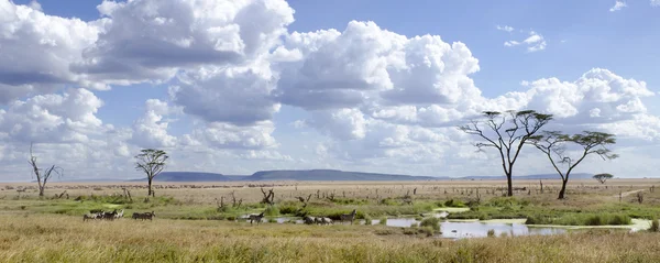 Ζέβρες στη serengeti εθνικό πάρκο, Τανζανία, Αφρική — Φωτογραφία Αρχείου