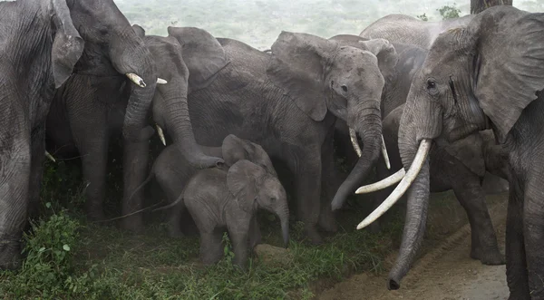 Baba elefántok védi a felnőttek a Serengeti Nemzeti Park, Tanzánia, Afrika — Stock Fotó