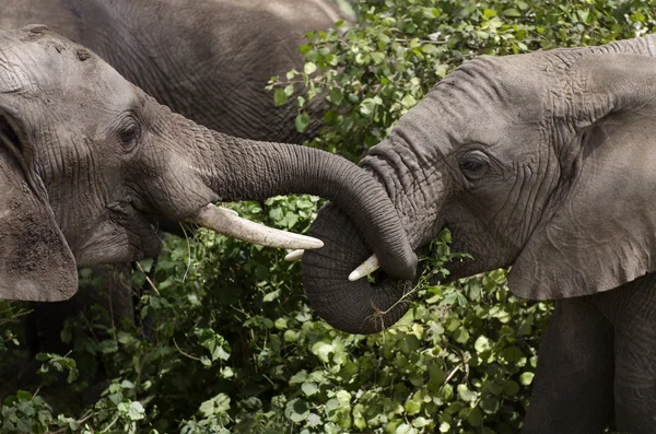 stock image Young elephants eating in Serengeti National Park, Tanzania, Africa