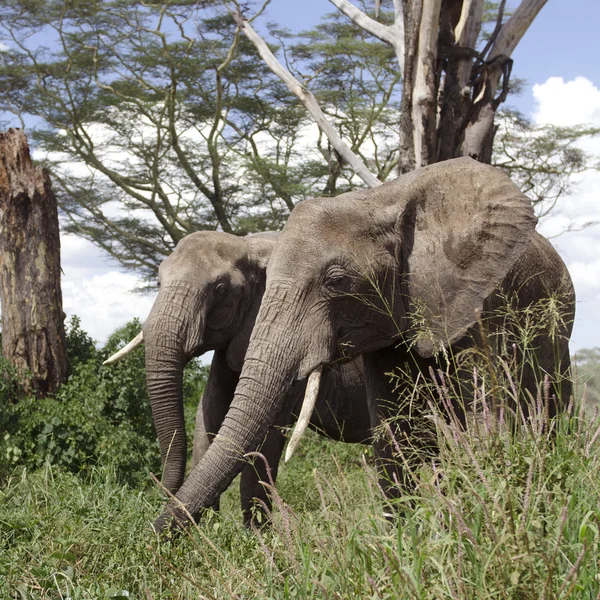 Elefantes em Serengeti National Park, Tanzânia, África — Fotografia de Stock