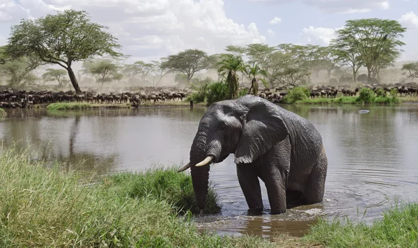 Elefante nel fiume nel Parco Nazionale del Serengeti, Tanzania, Africa — Foto Stock