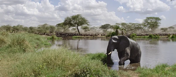 Elefante no rio no Parque Nacional Serengeti, Tanzânia, África — Fotografia de Stock
