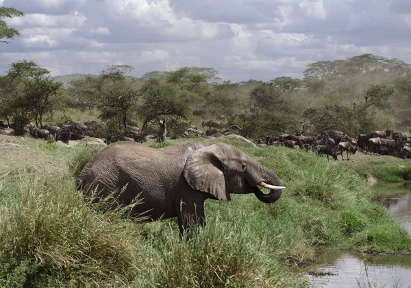 Beber elefantes en el Parque Nacional del Serengeti, Tanzania, África — Foto de Stock