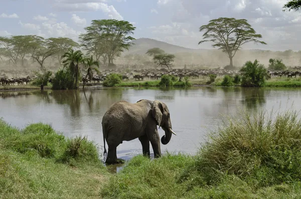 Elefante en el río en el Parque Nacional del Serengeti, Tanzania, África — Foto de Stock
