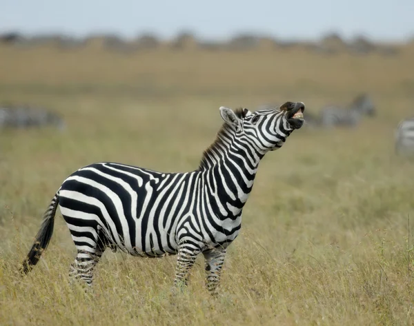 Zebra w serengeti national park, tanzania, Afryka — Zdjęcie stockowe
