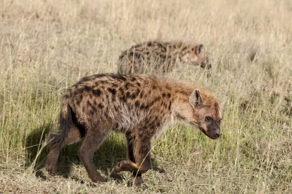 Hyeny v serengeti národní park, Tanzanie, Afrika — Stock fotografie