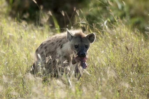 Hyena's in serengeti national park, tanzania, Afrika — Stockfoto