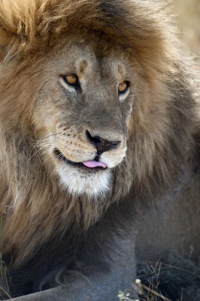 Lion in serengeti national park, tanzania, Afrika — Stockfoto