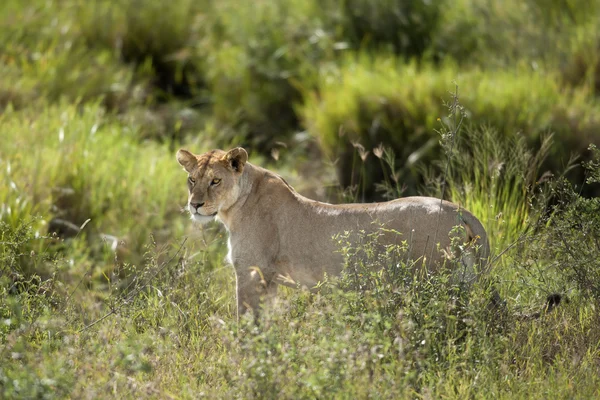 Lejoninna i serengeti national park, tanzania, Afrika — Stockfoto