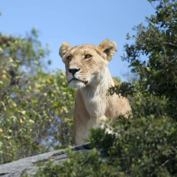 Lionne dans le parc national du Serengeti, Tanzanie, Afrique — Photo