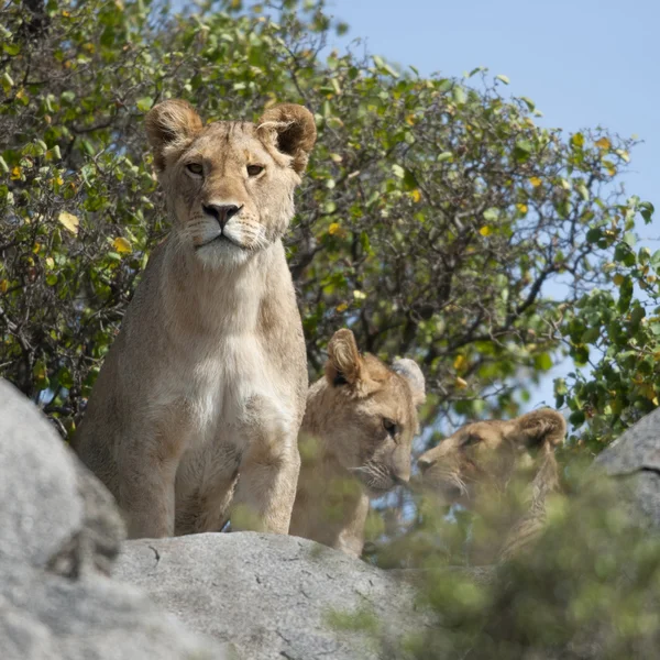 Leoa e filhotes de leão no Parque Nacional Serengeti, na Tanzânia, África — Fotografia de Stock