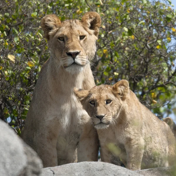 Lioness and lion cubs in Serengeti National Park, Tanzania, Africa — Stock Photo, Image
