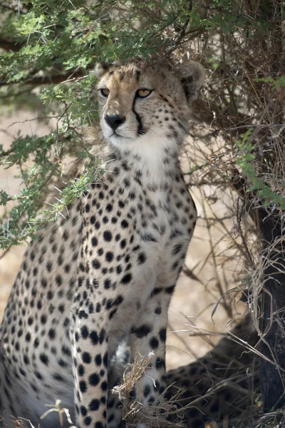 Cheetah, Acinonyx jubatus, nel Parco Nazionale del Serengeti, Tanzania, Africa — Foto Stock