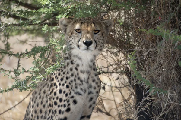 Cheetah, Acinonyx jubatus, en el Parque Nacional del Serengeti, Tanzania, África —  Fotos de Stock