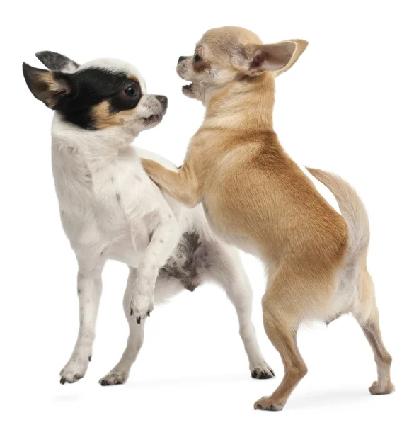 Dois Chihuahuas jogando na frente de fundo branco — Fotografia de Stock