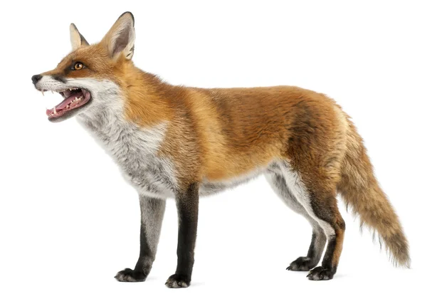 Red fox, vulpes vulpes, 4 jaar oud, voor witte achtergrond — Stockfoto