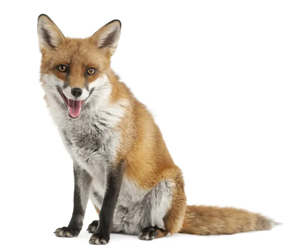 红狐狸，狐狸狐狸，4 岁，在白色背景前 — 图库照片
