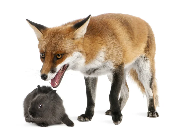 Red Fox, Vulpes vulpes, 4 vuotias, leikkii kanin kanssa valkoisen taustan edessä — kuvapankkivalokuva