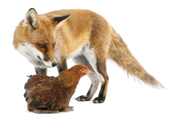 Red Fox, Vulpes vulpes, 4 years old, playing with a hen in front of white background — Stock Photo, Image