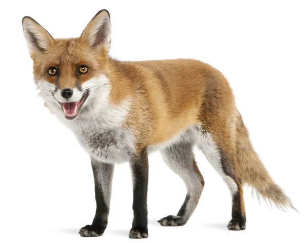 Red fox, vulpes vulpes, 4 jaar oud, voor witte achtergrond — Stockfoto