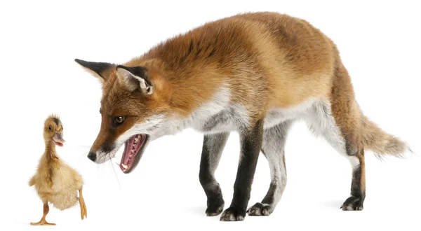 Red fox, vulpes vulpes, 4 år, leker med en inhemsk ankungar framför vit bakgrund — Stockfoto