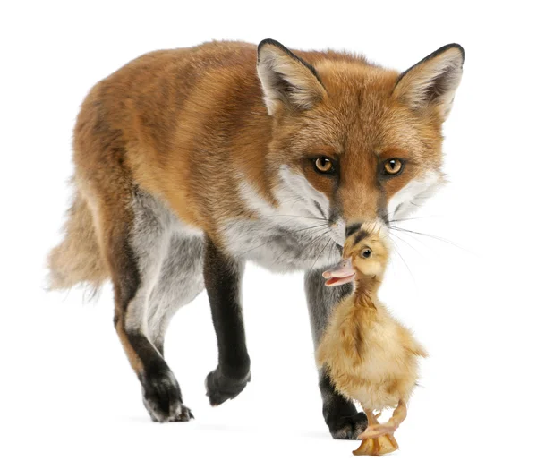 Red Fox, Vulpes vulpes, 4 years old, playing with a domestic duckling in front of white background — Stock Photo, Image