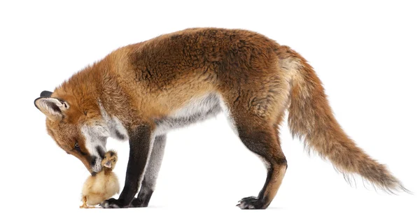 Лисиця руда, лисиця лисиця, 4-х років, граючи з вітчизняних каченя перед білим тлом — стокове фото