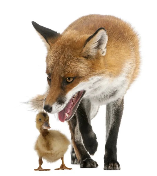 Red fox, vulpes vulpes, 4 jaar oud, spelen met een binnenlandse eendje voor witte achtergrond — Stockfoto