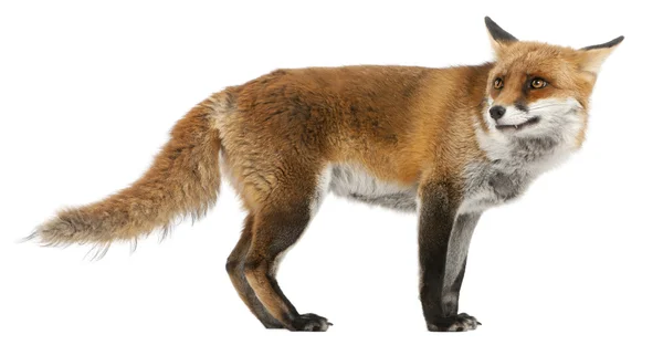 Red Fox, Vulpes vulpes, 4 anos, em frente ao fundo branco — Fotografia de Stock
