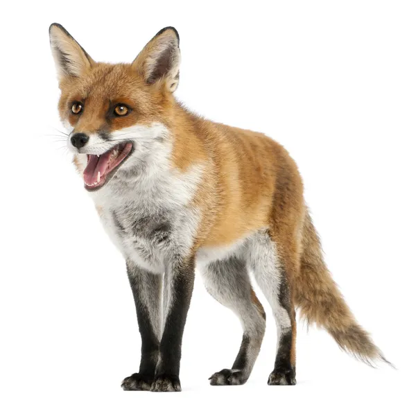 Red Fox, Vulpes vulpes, 4 years old, in front of white background — Stock Photo, Image