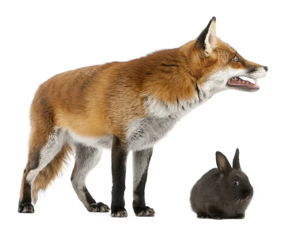 Red fox, vulpes vulpes, 4 lat, grając z królika przed białym tle — Zdjęcie stockowe