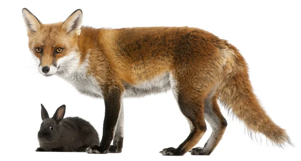 红狐狸，狐狸狐狸，4 岁，和一只兔子在白色背景前一起玩 — 图库照片