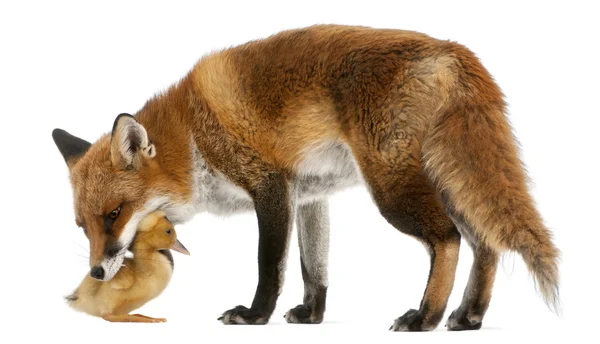 Red Fox, Vulpes vulpes, 4 anos, brincando com um patinho doméstico na frente do fundo branco — Fotografia de Stock