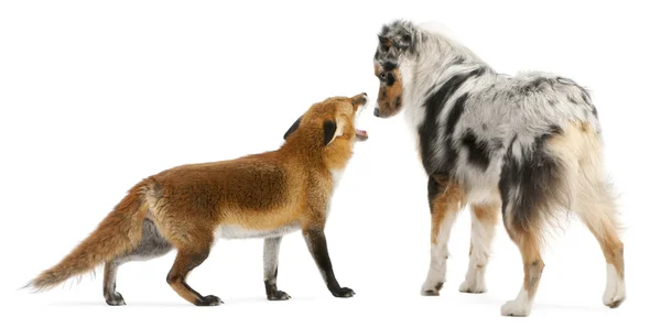 Red Fox, Vulpes vulpes, 4 years old, playing with Australian Shepherd dog in front of white background — Stock Photo, Image