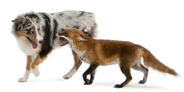 Red fox, vulpes vulpes, 4 år, leker med australian shepherd dog framför vit bakgrund — Stockfoto