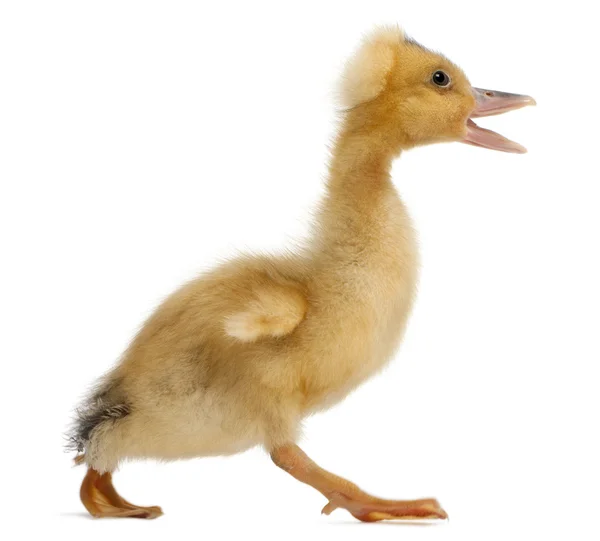 Domestic duckling walking in front of white background — Stock Photo, Image