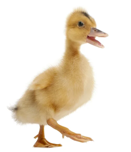 Domestic duckling standing in front of white background — Stock Photo, Image