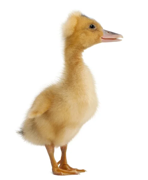 Domestic duckling standing in front of white background — Stock Photo, Image