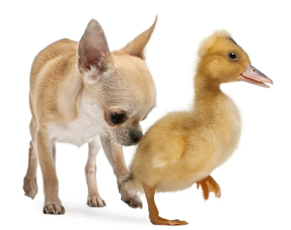 Chihuahua playing with a domestic duckling in front of white background — Stock Photo, Image