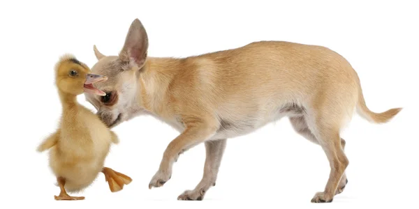 Chihuahua jugando con un patito doméstico delante de fondo blanco — Foto de Stock