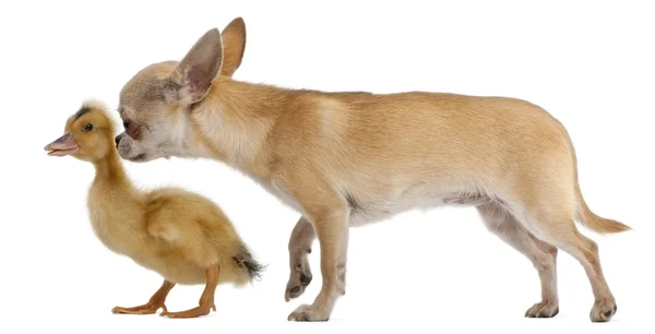 Chihuahua playing with a domestic duckling in front of white background — Stock Photo, Image