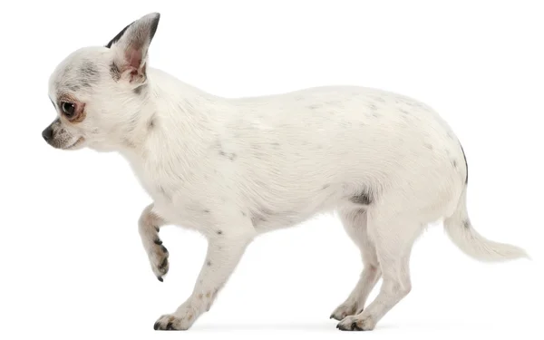 Chihuahua delante de fondo blanco — Foto de Stock