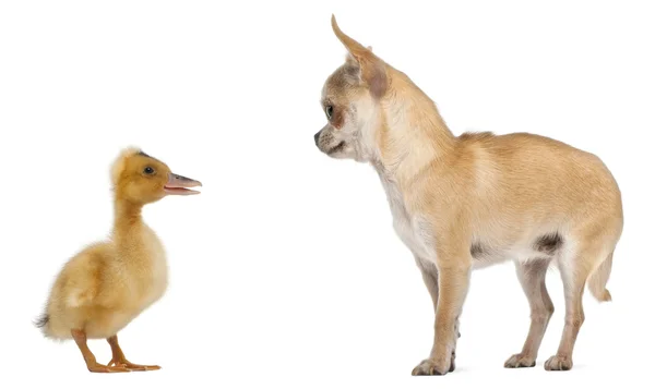 Chihuahua giocare con un anatroccolo domestico di fronte a sfondo bianco — Foto Stock