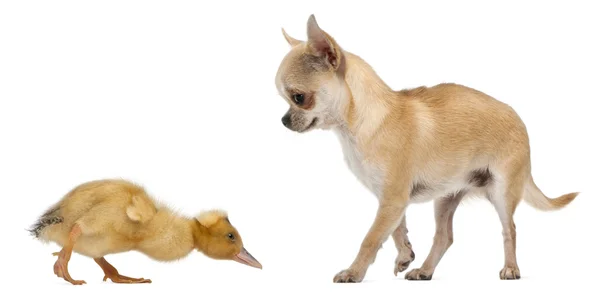 Chihuahua spielt mit einem Hausentlein vor weißem Hintergrund — Stockfoto